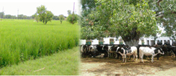 sv_singh